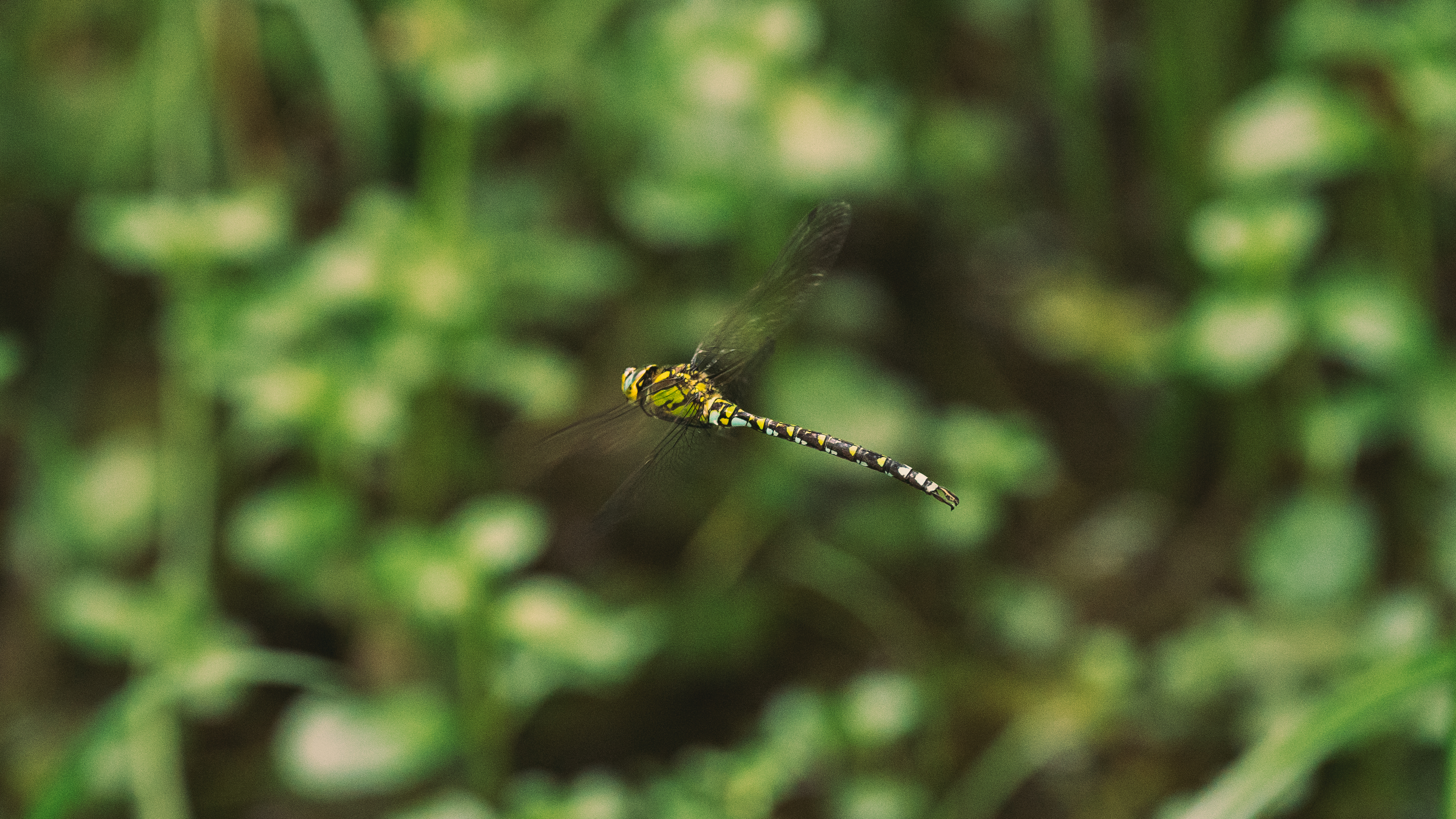 Pully Foret Ambiance 0018