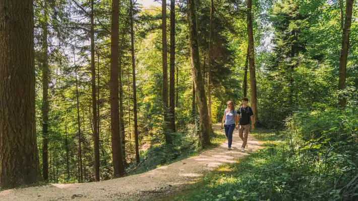 Pully Foret Ambiance 0022