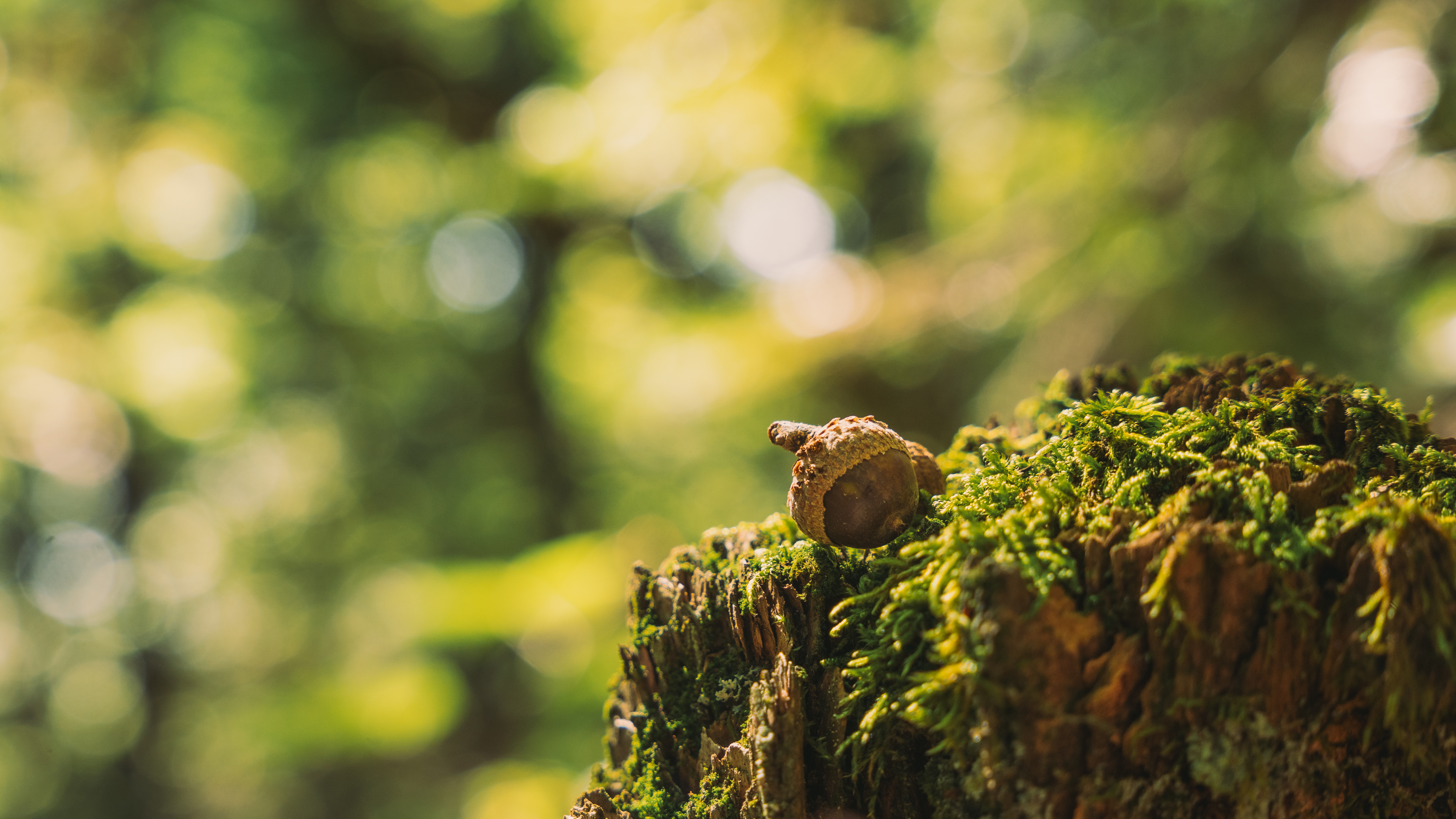 Pully Foret Ambiance 0014