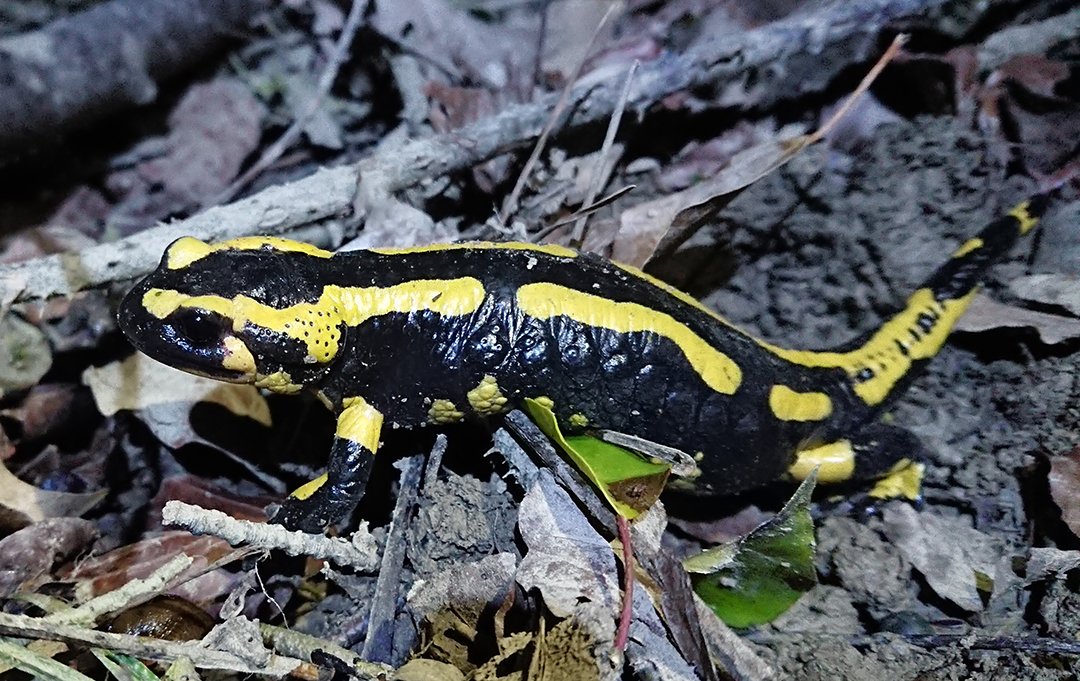 Salamandre Volson Resize