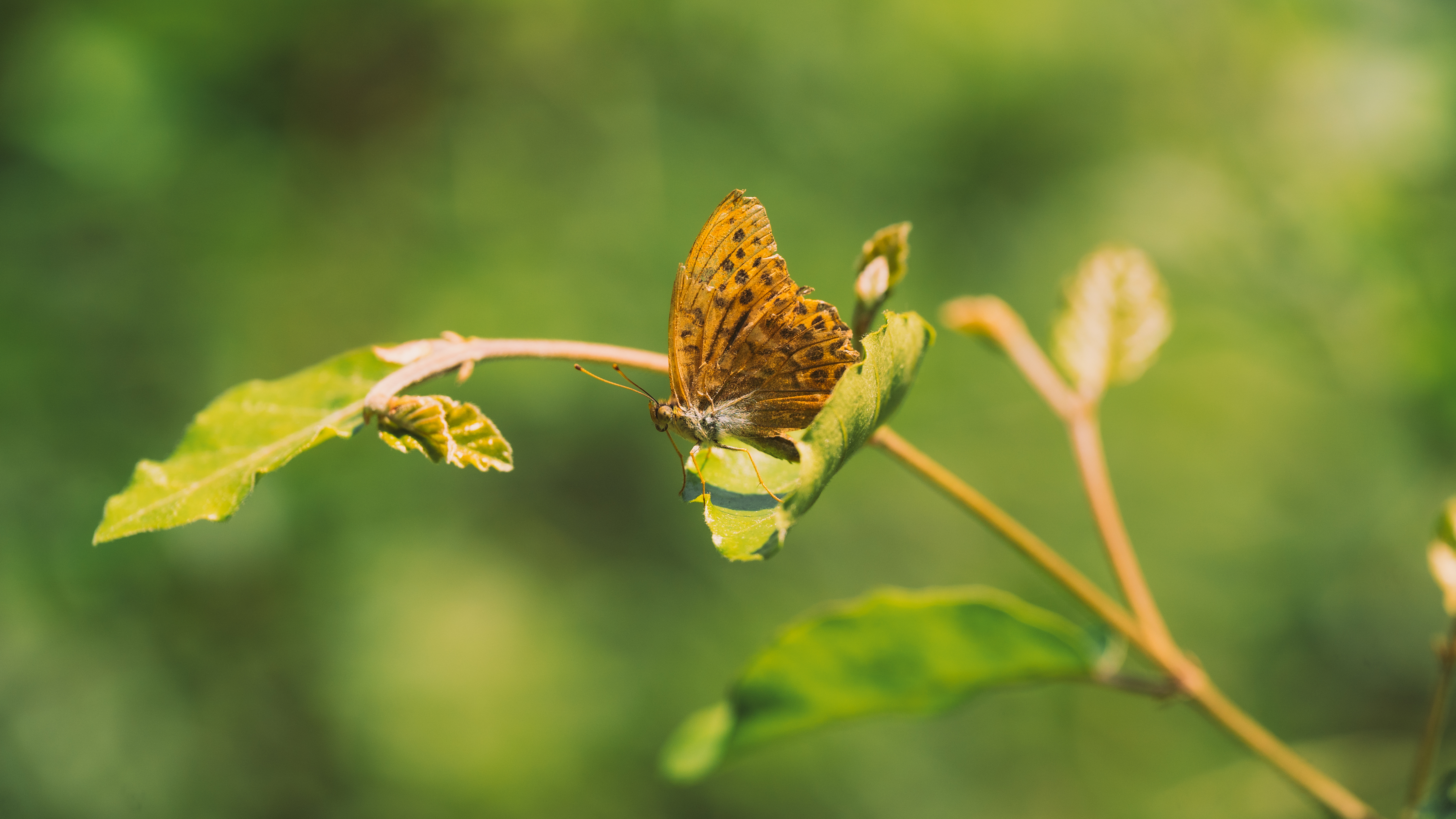 Pully Foret Ambiance 0017