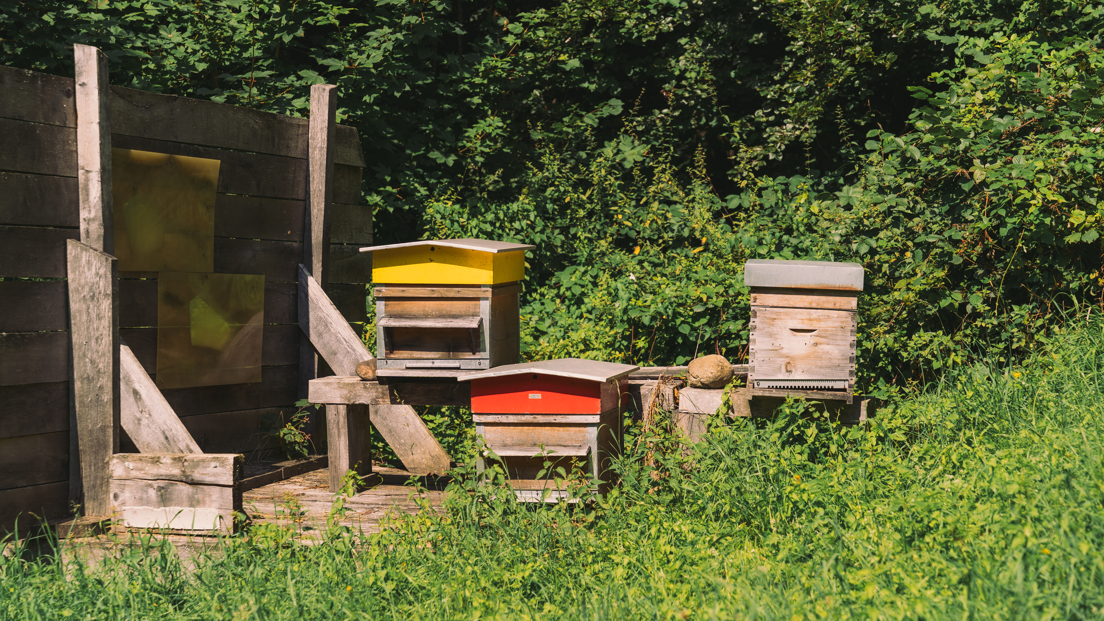 Pully Foret Pique Nique 0004