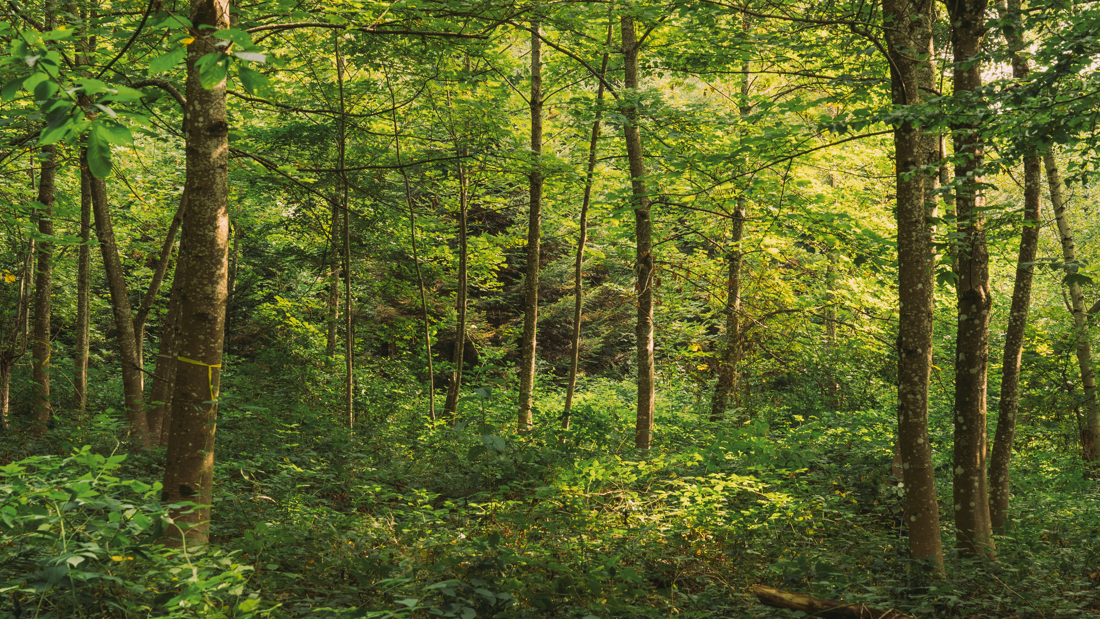 Pully Foret Ambiance 0002