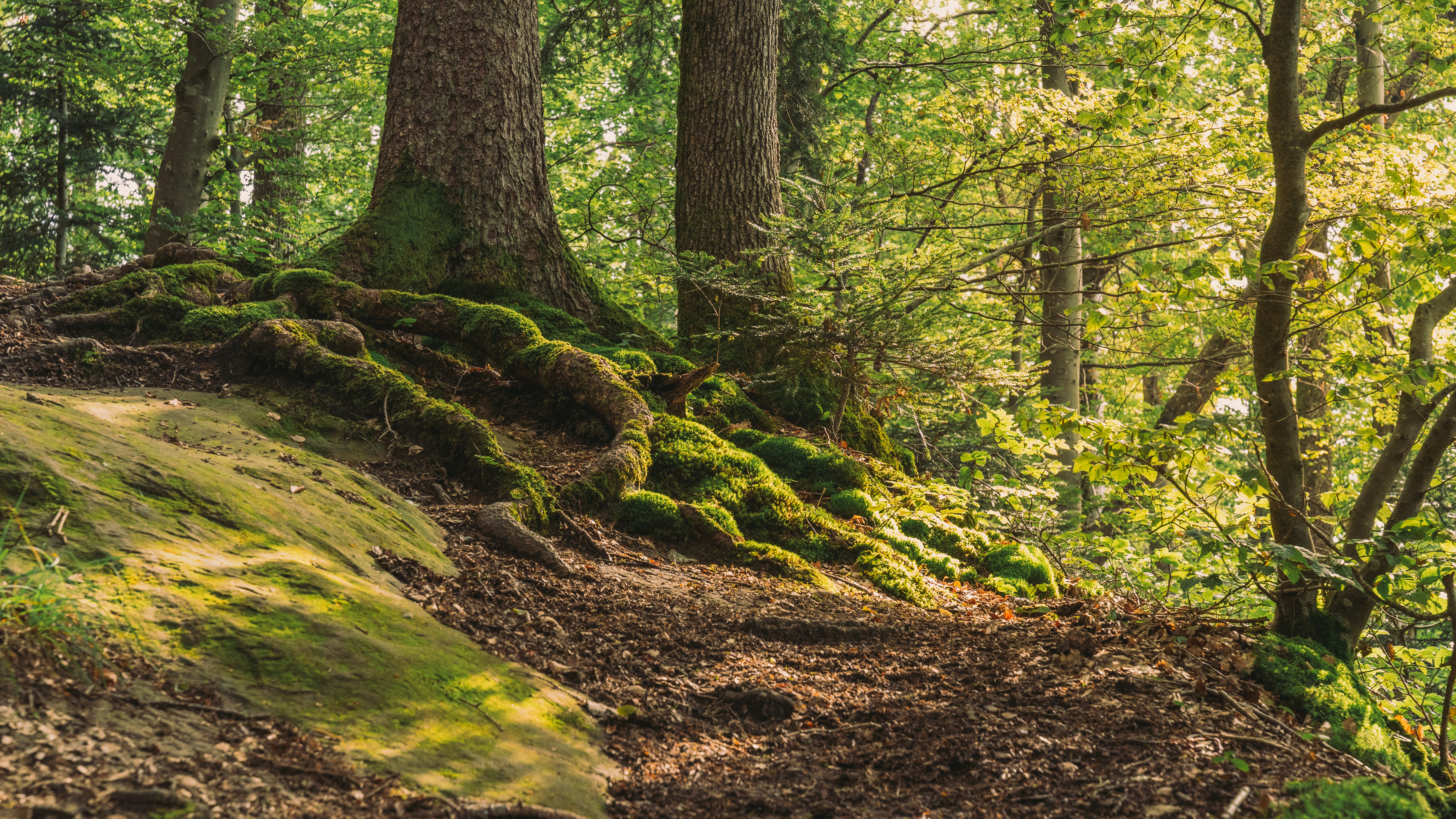 Pully Foret Ambiance 0006