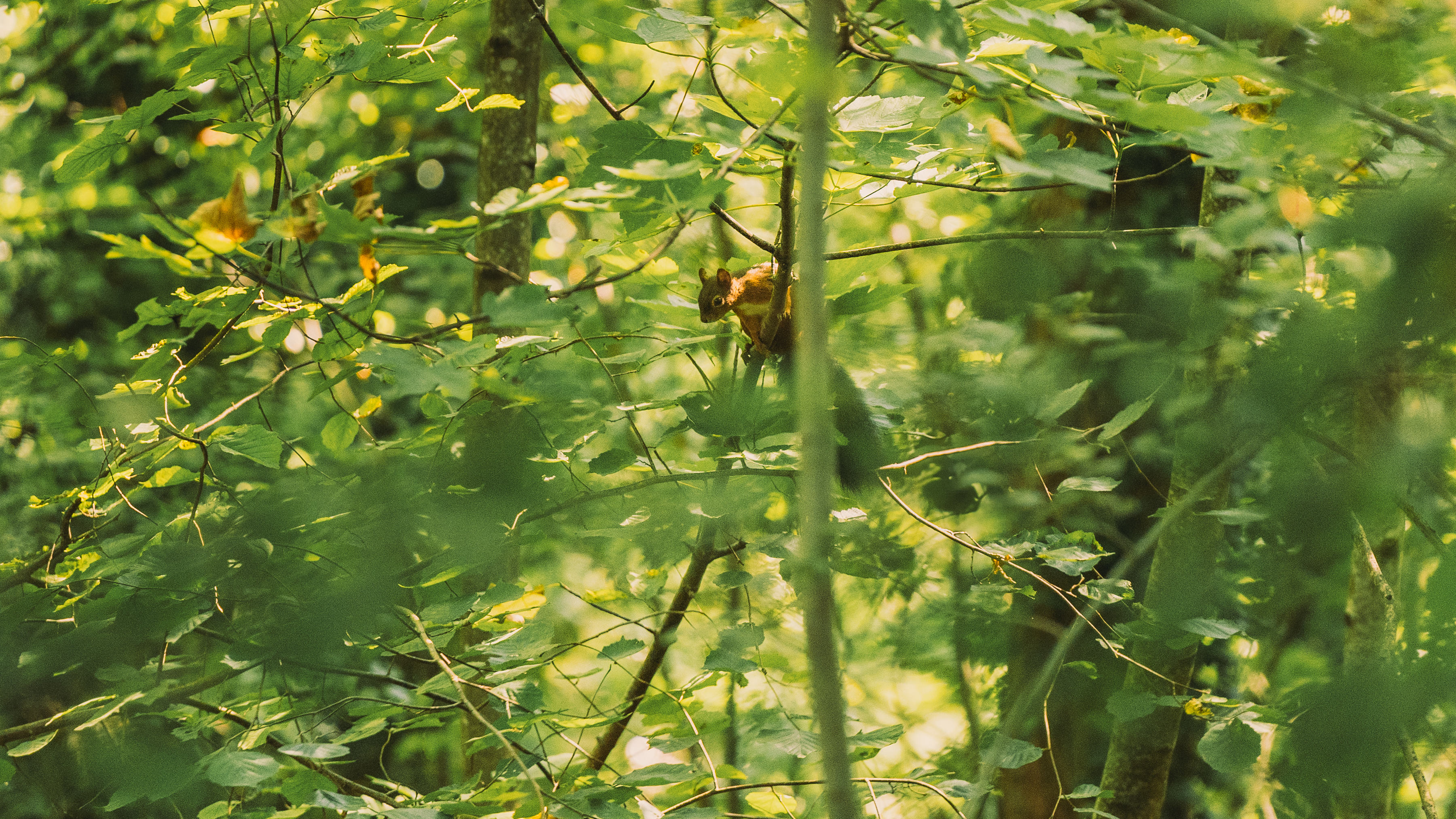 Pully Foret Ambiance 0016