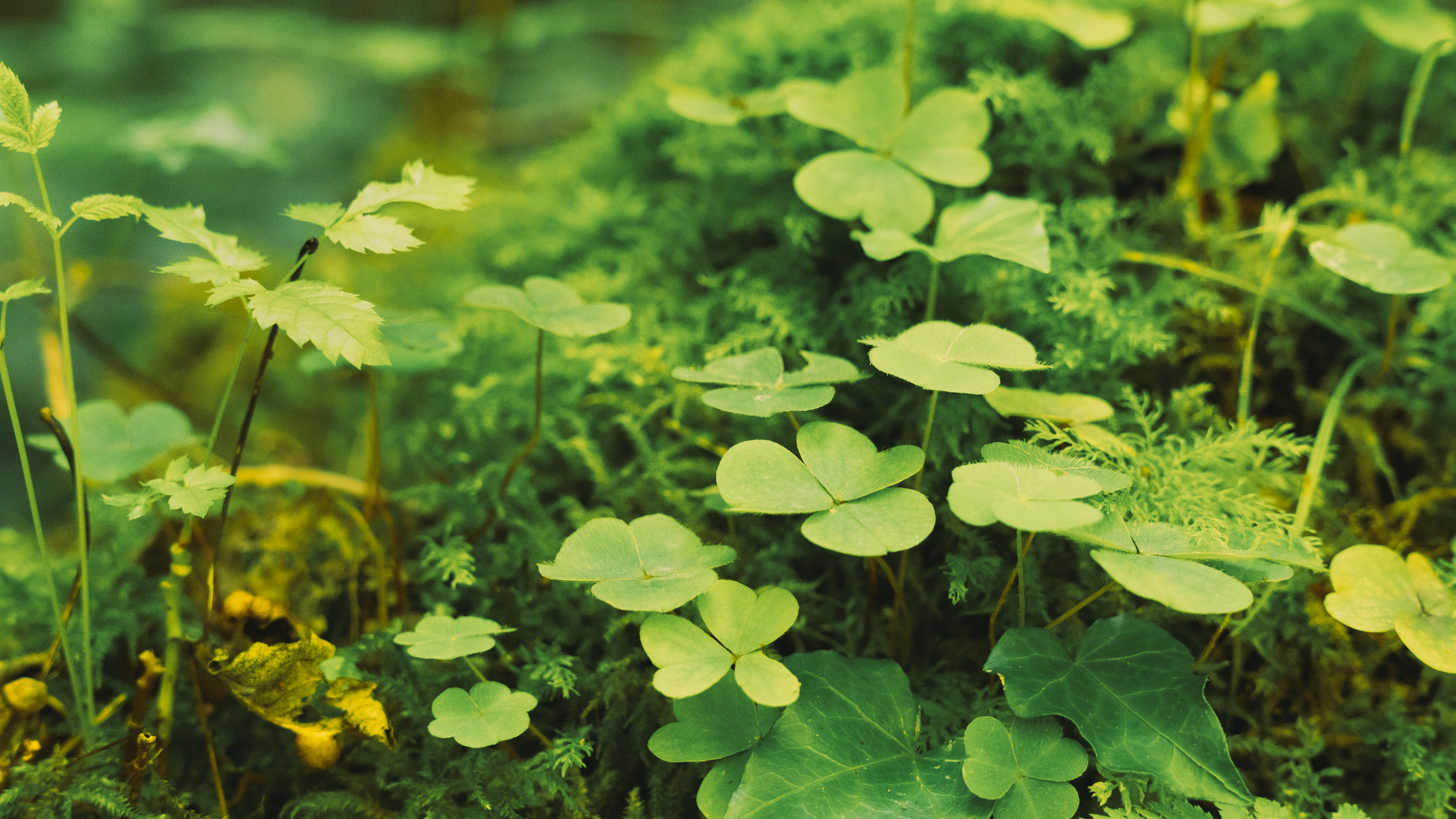 Pully Foret Ambiance 0012