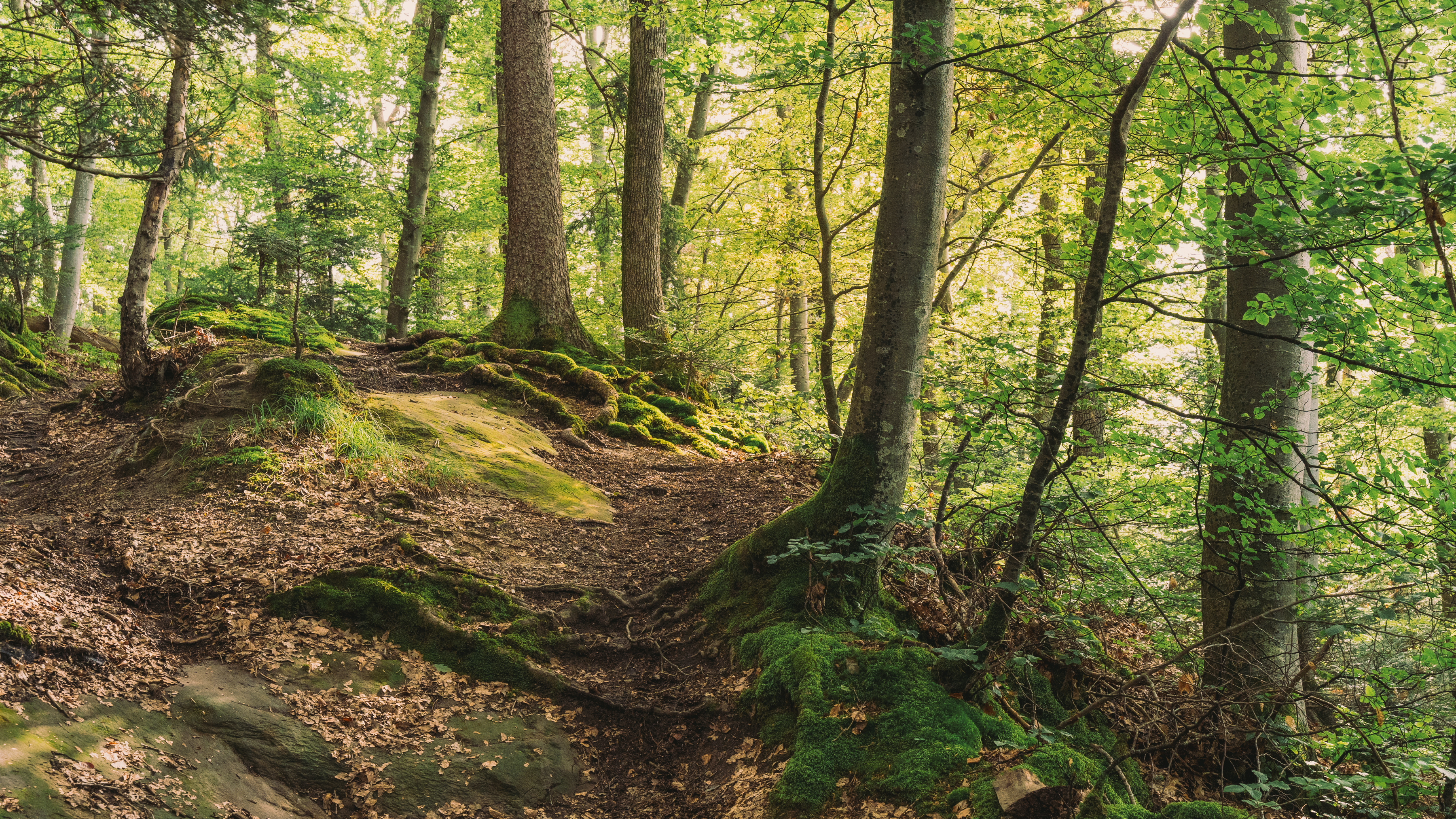 Pully Foret Ambiance 0007