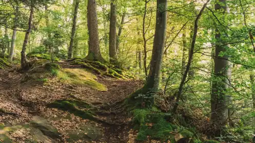 Pully Foret Ambiance 0007
