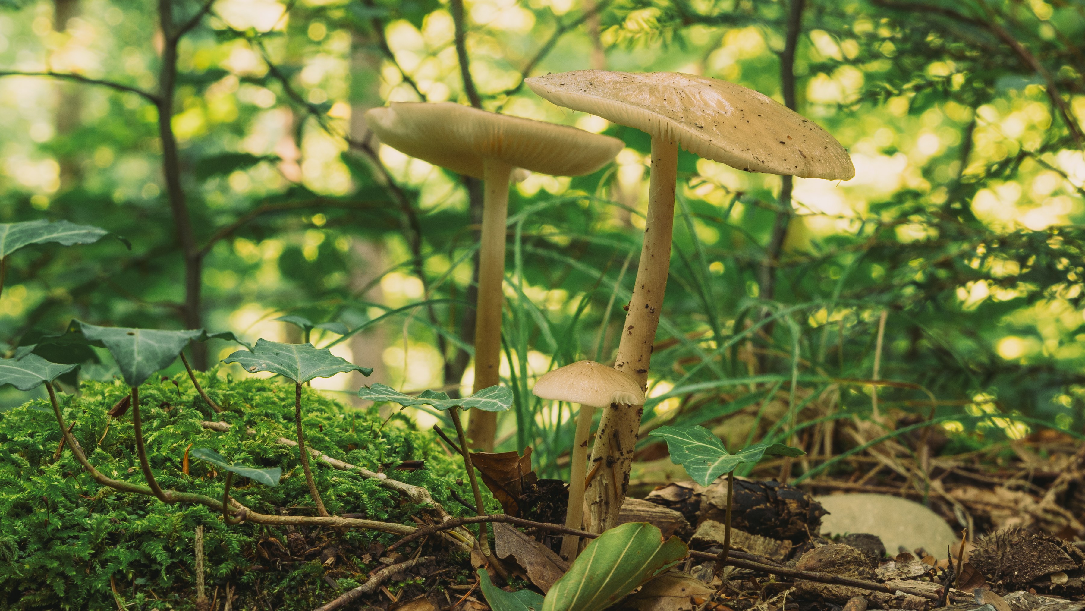 Pully Foret Ambiance 0011