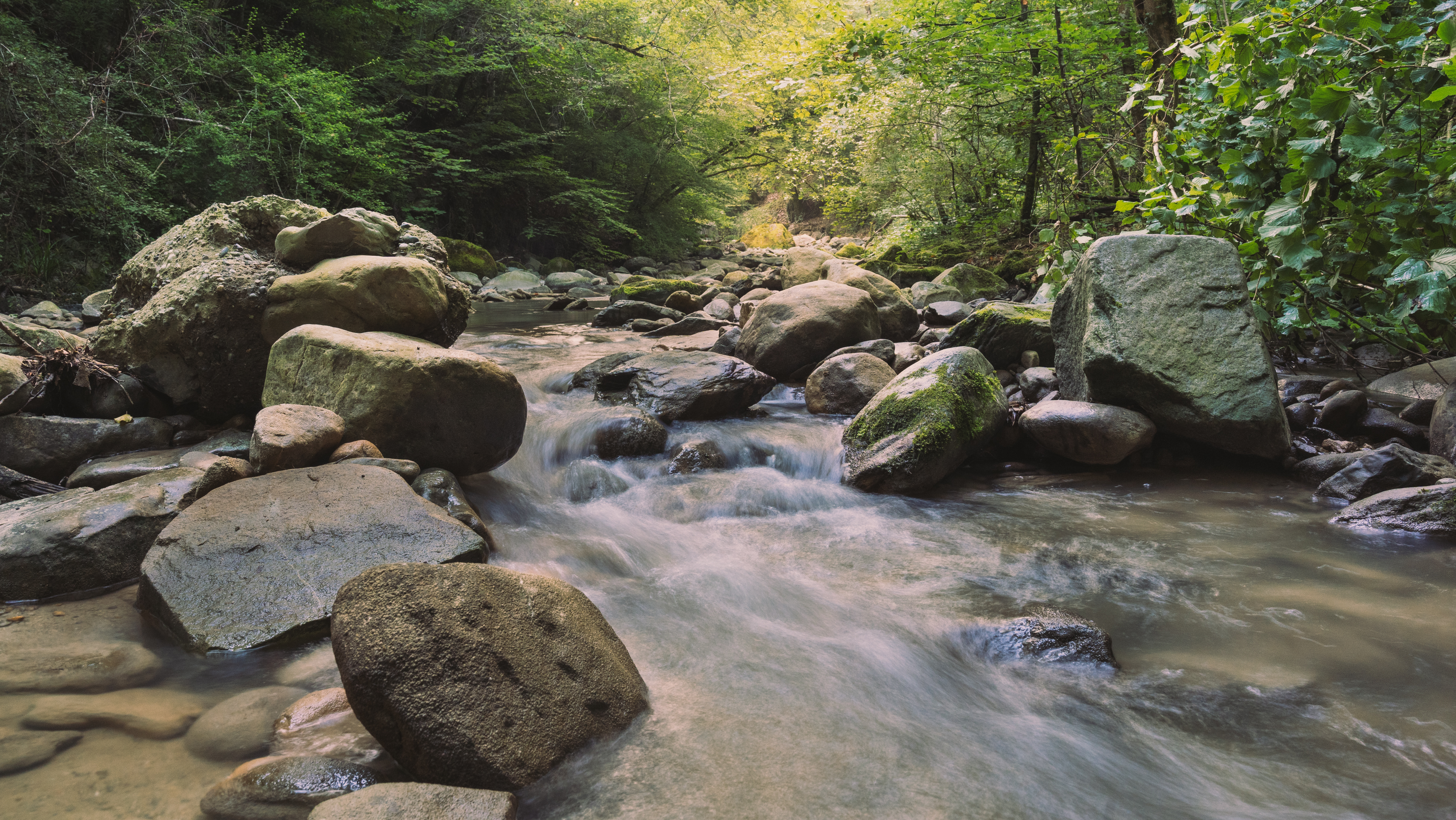 Pully Foret Ambiance 0003