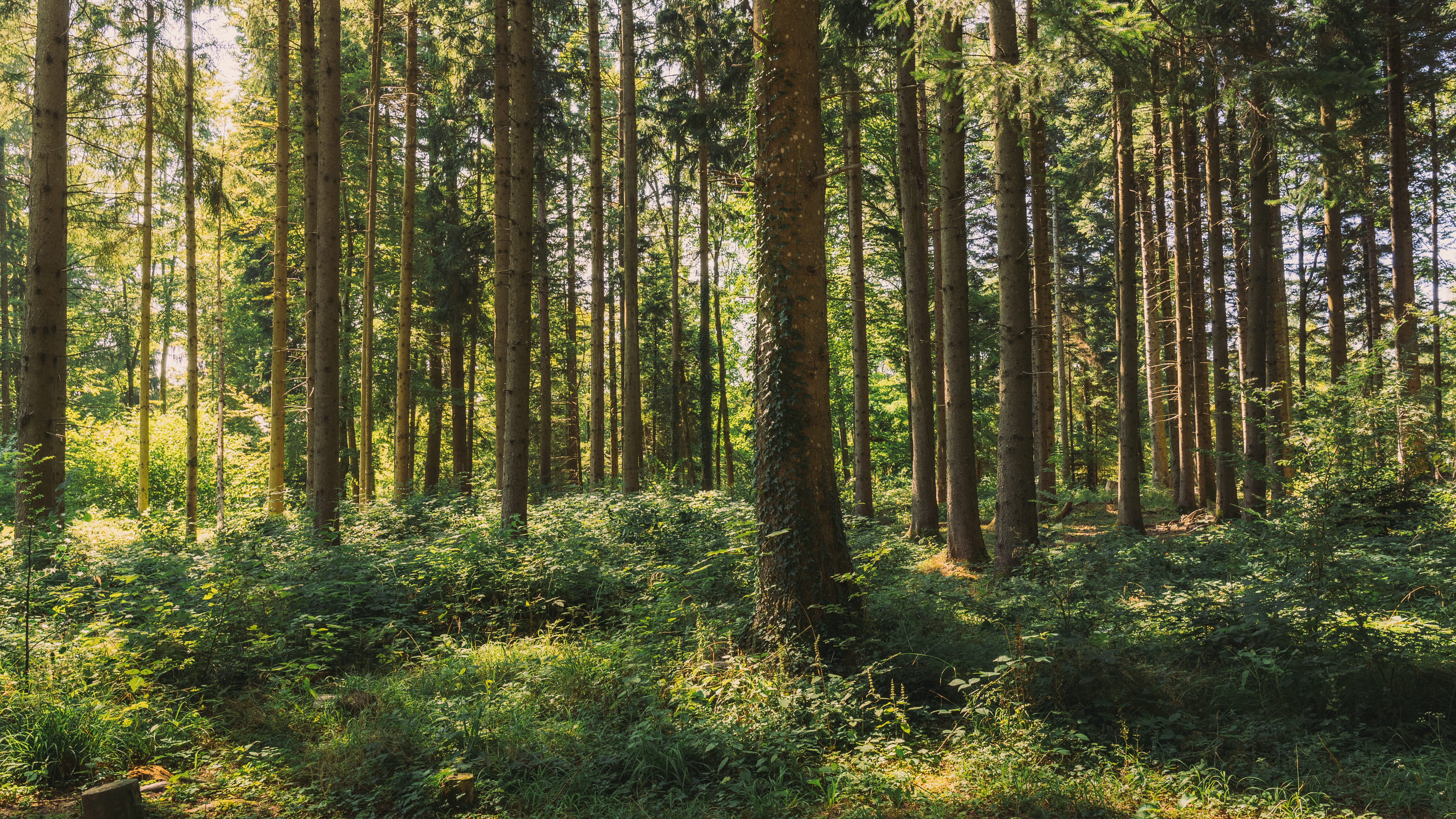 Pully Foret Ambiance 0001