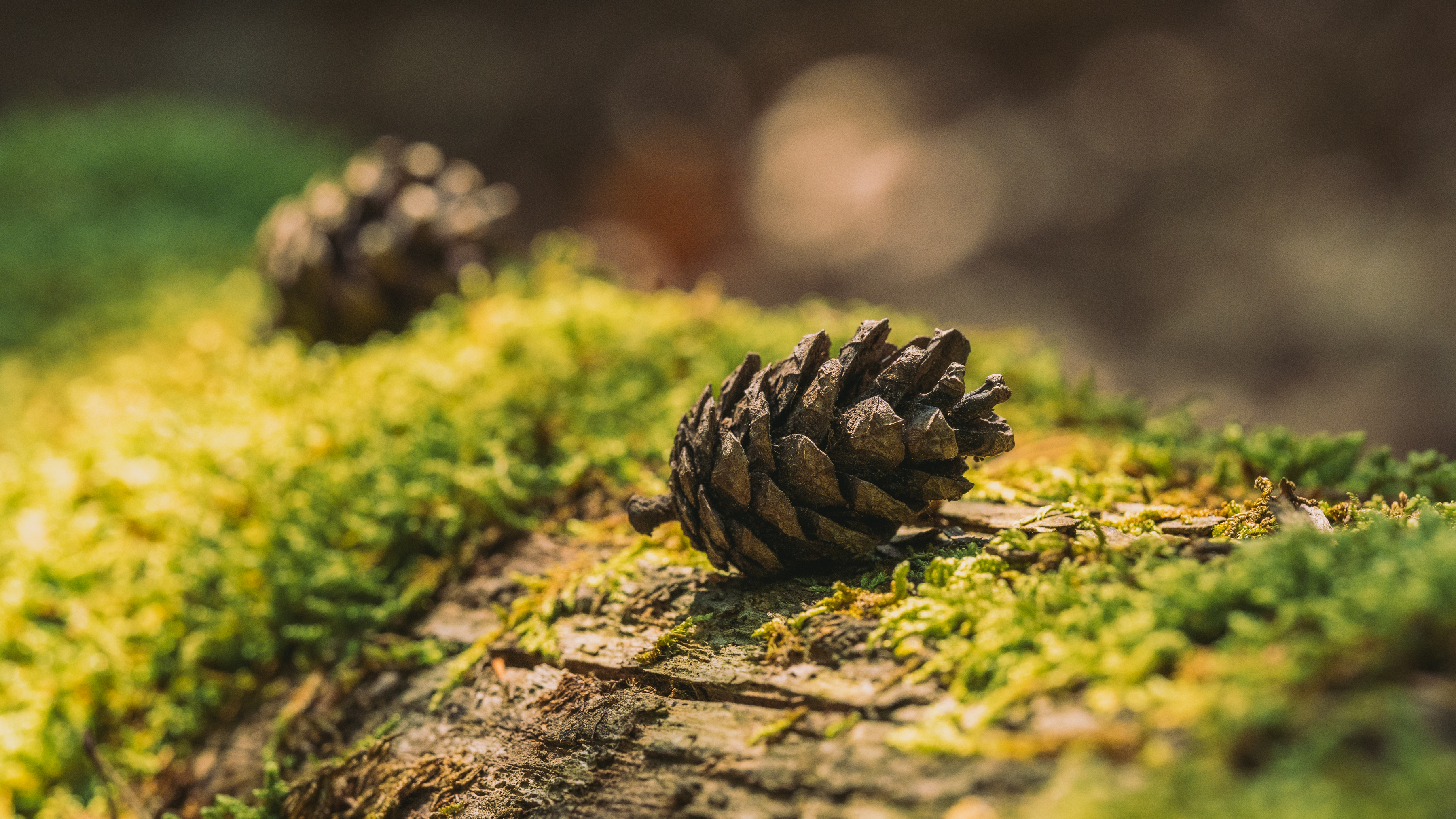 Pully Foret Ambiance 0015