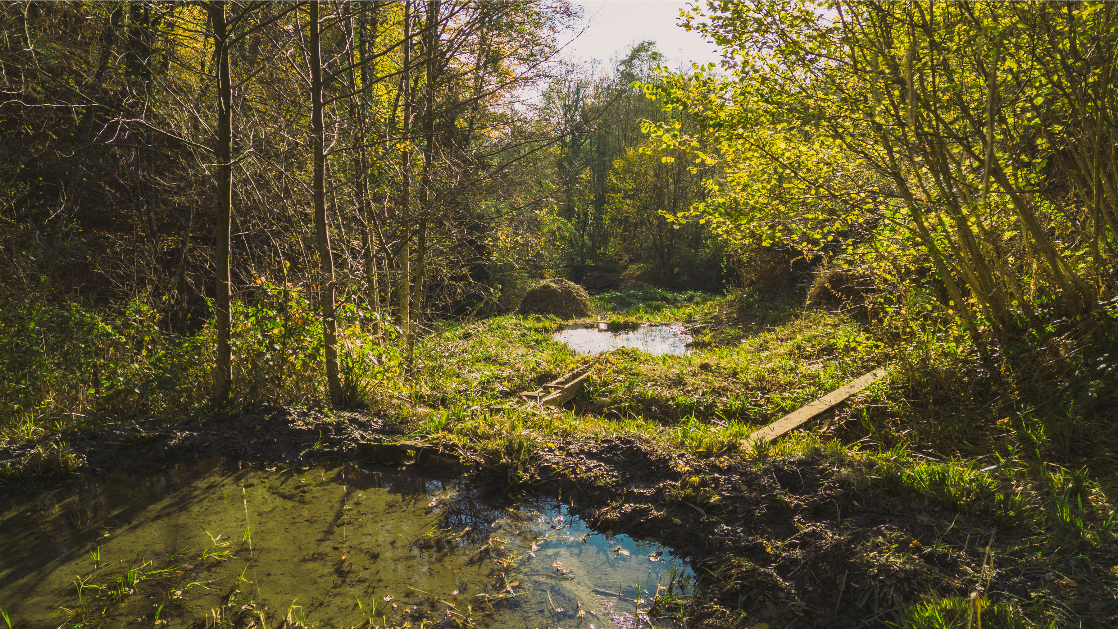 Pully Foret Ambiance 0028